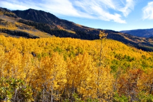 Pando Forest